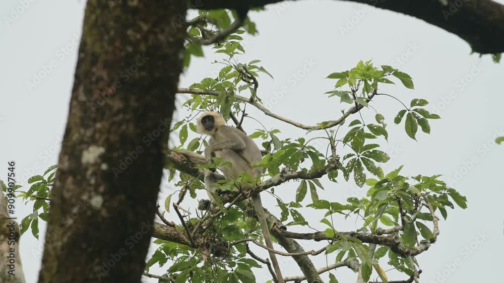 Monkey in Chitwan Wildlife Reserve in Nepal, Common Langur Monkeys in Chitwan National Park, Asia and Nepalese Animals and Nature, Climbing in a Tree Monkey in Chitwan Wildlife Reserve in Nepal, Common Langur Monkeys in Chitwan National Park, Asia and Nepalese Animals and Nature, Climbing in a Tree
