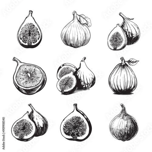 Set of fig vector illustrations - hand drawn figs - black and white figs isolated on white background