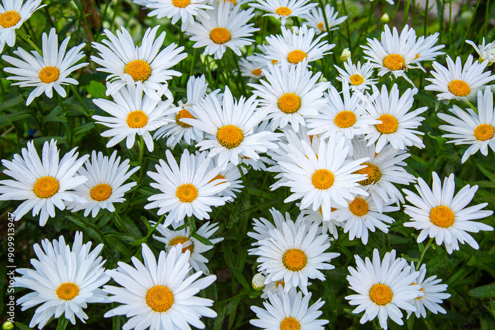 Glade background of chamomile flowers or nivanika (lat. Leucanthemum) on a background of green leaves. Flora plants flowers. Glade background of chamomile flowers or nivanika (lat. Leucanthemum) on a background of green leaves. Flora plants flowers.