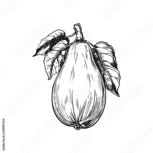 Papaya vector design isolated on white background - black and white papaya 