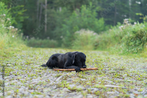 A black playful Labrador dog on a forest road with a stick. A pet in natural surroundings. The joy of a dog's life..