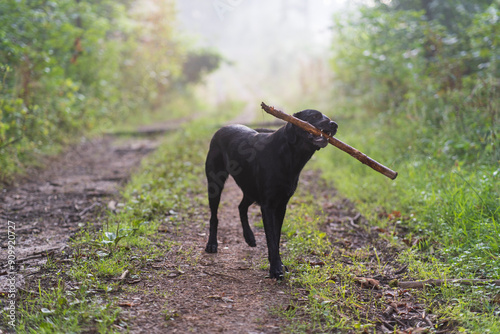 A black playful Labrador dog on a forest road with a stick. A pet in natural surroundings. The joy of a dog's life..