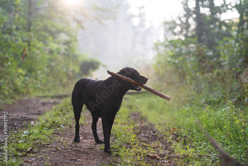 A black playful Labrador dog on a forest road with a stick. A pet in natural surroundings. The joy of a dog's life..