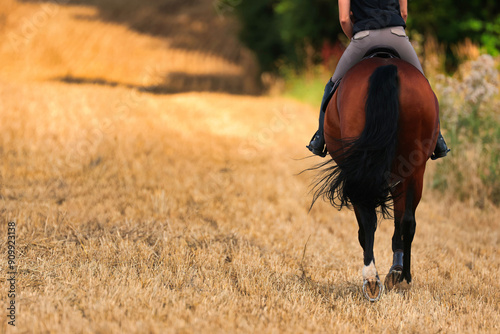 Brown horse with rider in motion on a stubble field