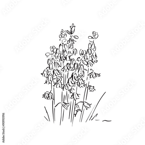 Bluebells illustration in black and white. A collection of bluebells found in woodland. Illustrated by hand and vectorised for a variety of uses. Florals, arrangement, decorative, cute drawing.