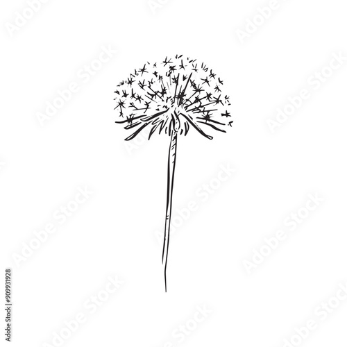 A line draw dandelion in black and white. An isolated image of a natural item with white background. Vector sketch.