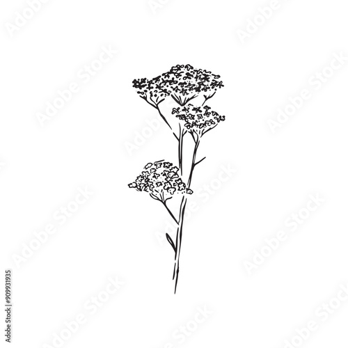 Cow parsley weed, drawn by and and vectorised. Line drawn plants seen next to hedgerows on country roads in the UK. 