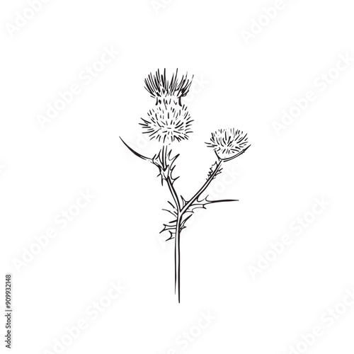 A thistle drawn by hand from the UK countryside, a traditional spiky weed associated with the Scottish Highlands. Wild plants and moorland. Black vector sketch.