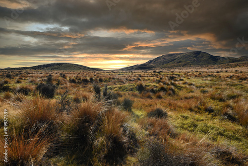 landscape with common Red Tussock Grass (Chionochloa rubra) abounds plenty in the Otago region grasslands, South Island, New Zealand photo