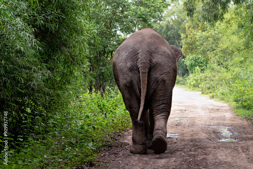 Asian elephant walking on dirt road photo