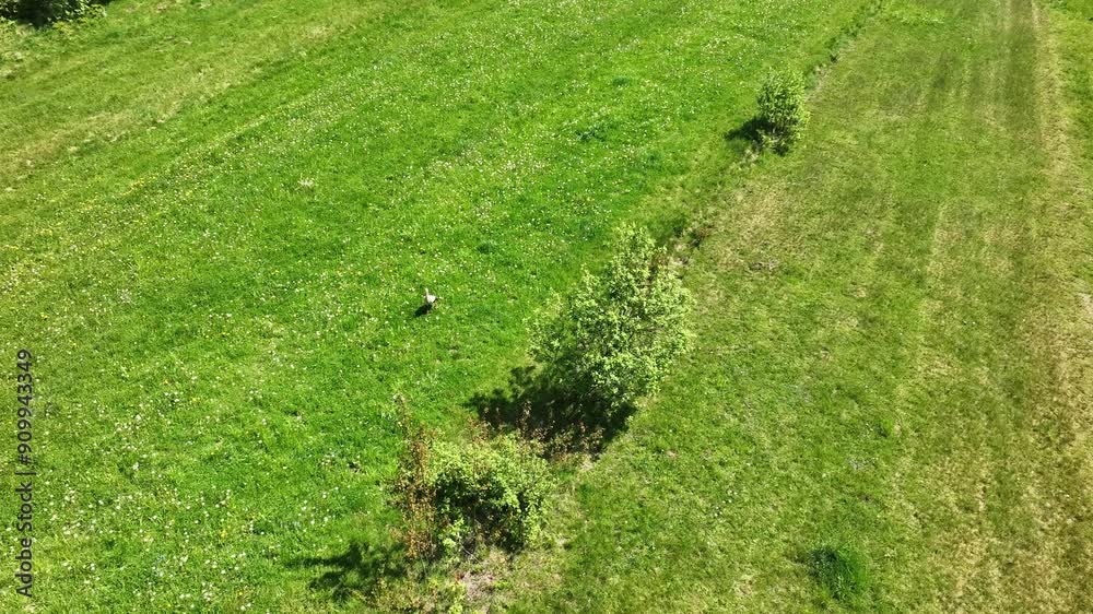 White stork single bird walking and hunting in grass on meadow or pasture White stork single bird walking and hunting in grass on meadow or pasture