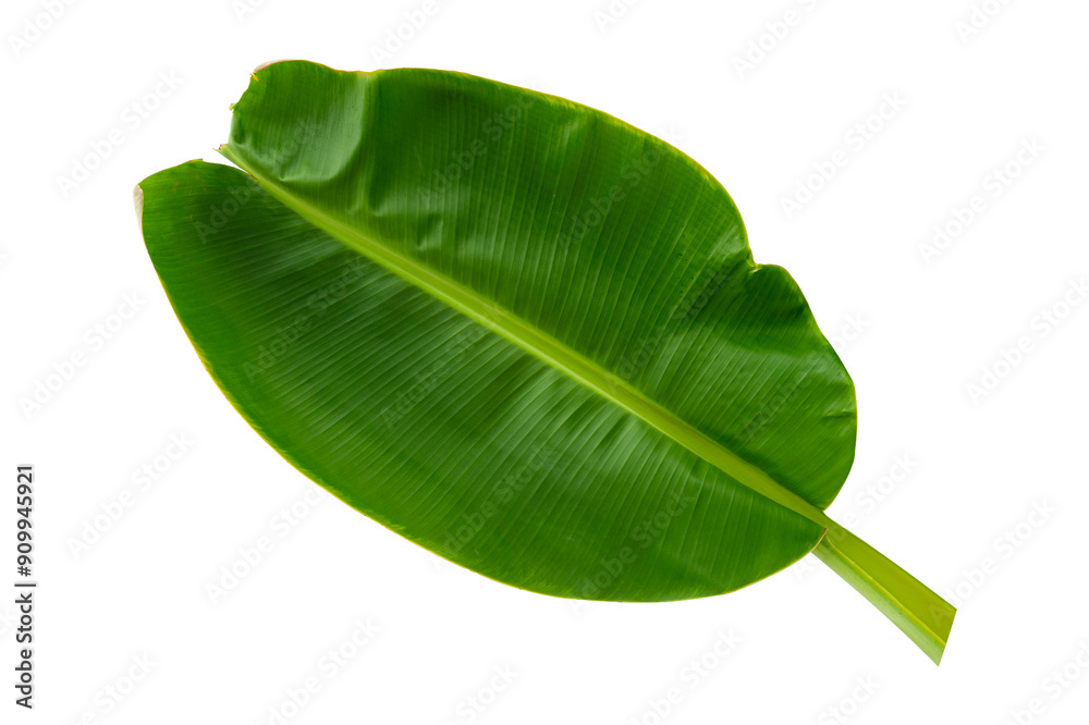 Fototapeta premium tropical banana leaf isolated on white background
