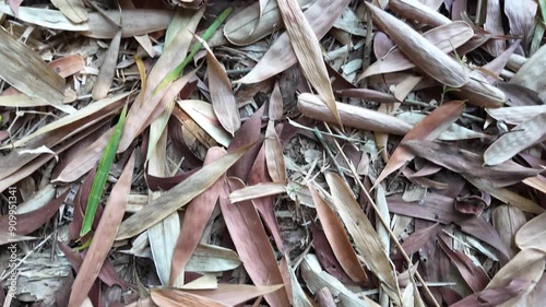 4k video footage of Stacks of dry bamboo leaves in the forest ground that will be decomposed by microorganism and fertilize the soil naturaly.