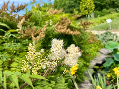 Flowering bush with yellow flowers and a bee pollinating it