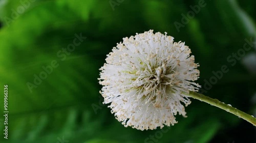 Leucaena flower close up, soft white pollen of beautiful  Leucaena leucocepphala flower , nature background. Tulip bouquet, spring flower macro shot, blooming white Leucaena flower  backdrop, photo