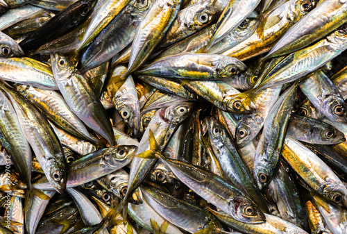 Heap of fresh caught sardines at a local fish market photo