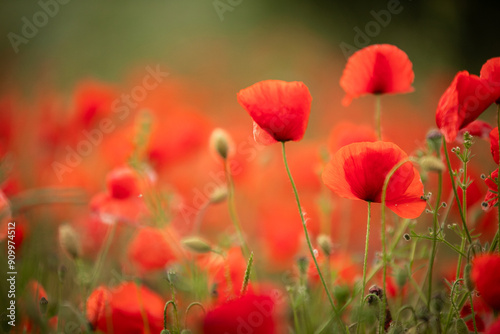red poppy flowers