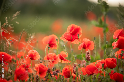 field of red poppies
