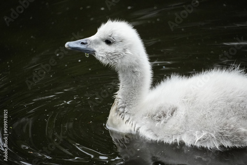 baby swan in lake photo