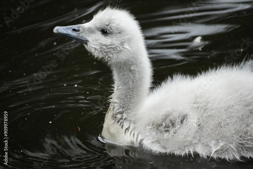 Fototapeta Naklejka Na Ścianę i Meble -  baby swan in water