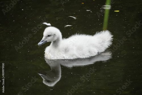 Fototapeta Naklejka Na Ścianę i Meble -  Baby swan swimming