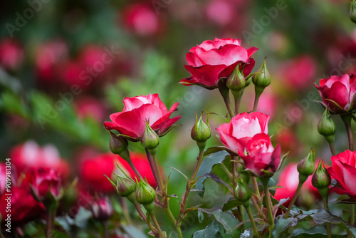 red roses in garden