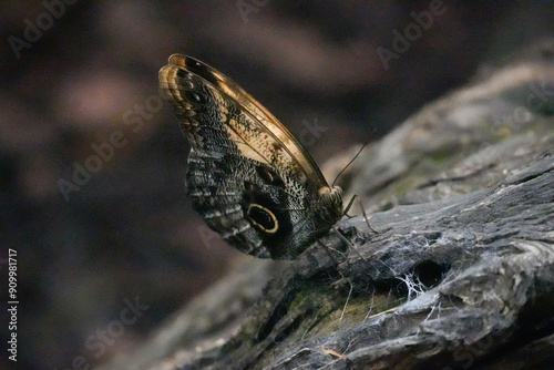 close up of a butterfly