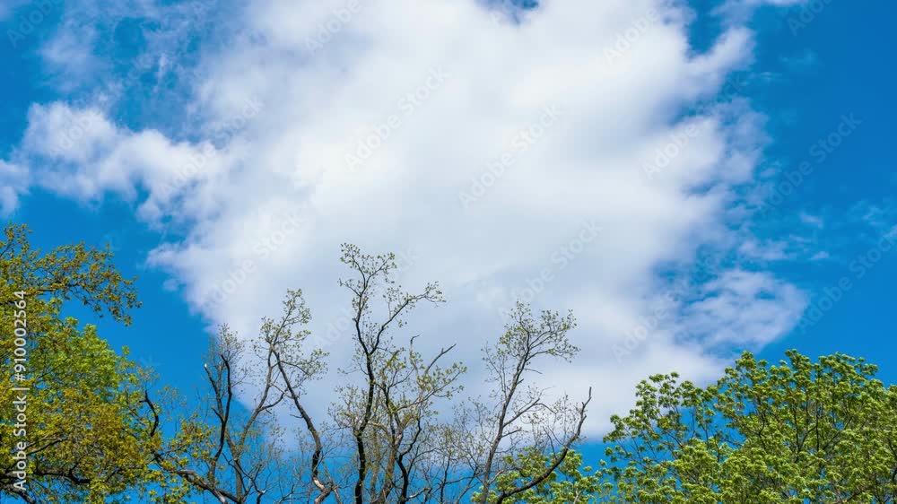 Spring Awakening: Treetops and Clouds in a Vibrant Blue Sky timelapse Spring Awakening: Treetops and Clouds in a Vibrant Blue Sky timelapse