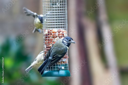 Blue tits, Cyanistes caeruleus, feeding from a peanut feeder hanging in a garden. Hampshire, UK.