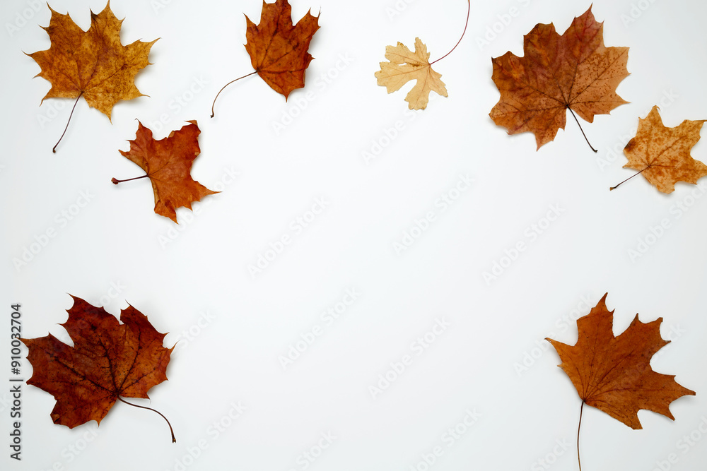 Golden orange autumn leaves of maple tree on white background. Top view. Copy space Golden orange autumn leaves of maple tree on white background. Top view. Copy space