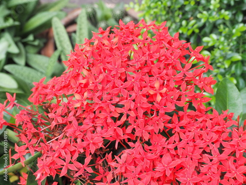 Zephyranthes or West Indian Jasmine, small pointed flowers, bright colors red. Ixora chinensis Lamk., Ixora spp. is a popular shrub planted as an ornamental hedge.  The leaves are hard ,bright green.
 photo