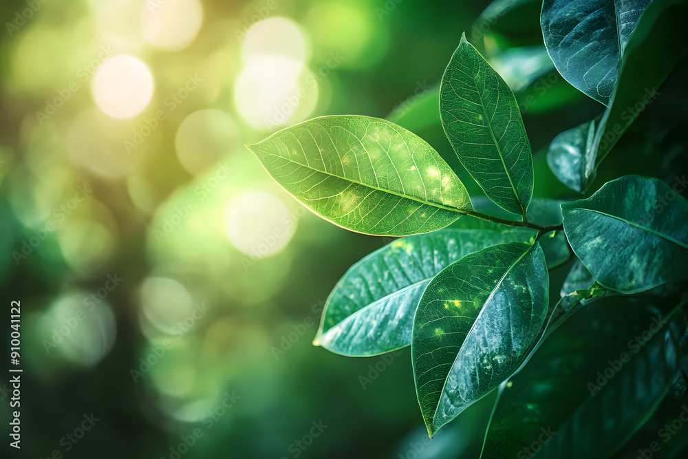 Natural Green Plant Leaf in Garden with Bokeh Background Natural Green Plant Leaf in Garden with Bokeh Background
