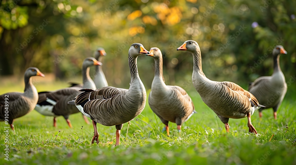 Obraz premium A Flock of Geese Grazing in a Lush Meadow