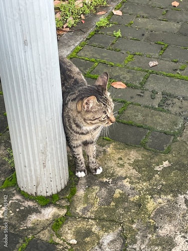 cat in the garden