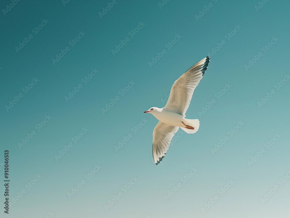 Seagull Gliding Gracefully in a Clear Blue Sky Over Coastal Waters Seagull Gliding Gracefully in a Clear Blue Sky Over Coastal Waters
