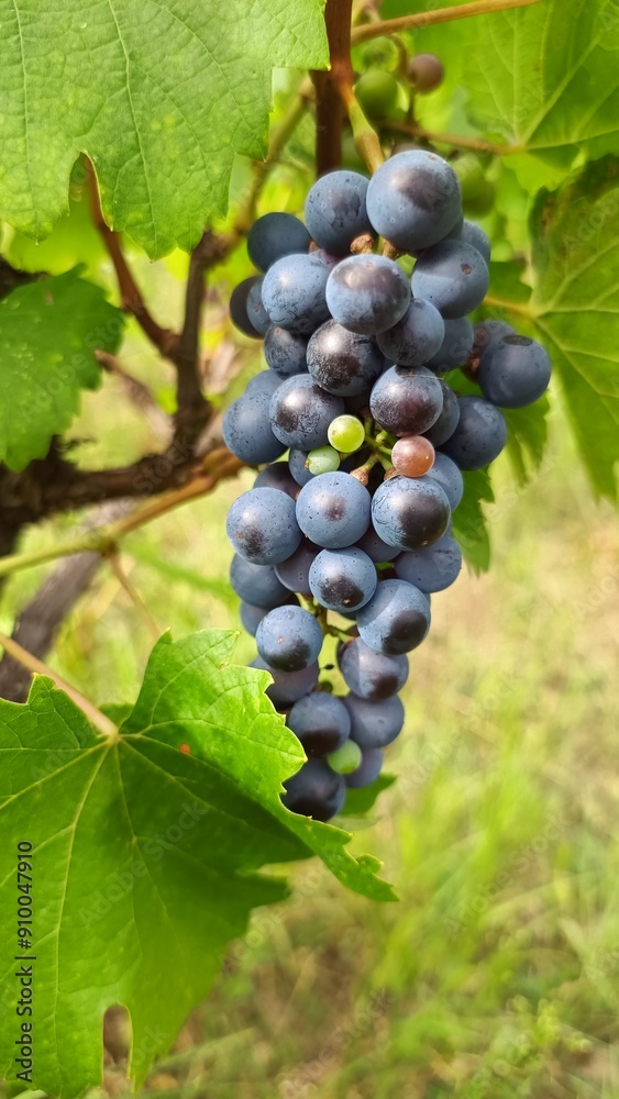 Fototapeta premium Grapes on site