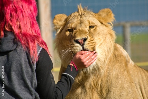 a woman feeds meat to a lion from her hand