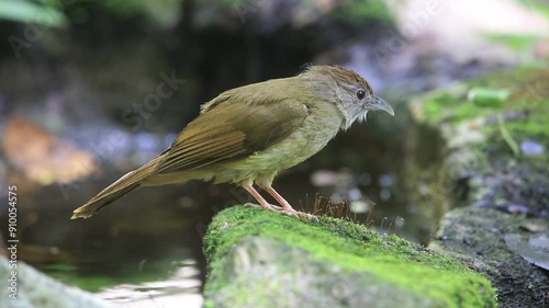 bird drinking at a small waterhole in a dry stream bed during the dry season, saikhao waterfall national park thailand.HD video. photo