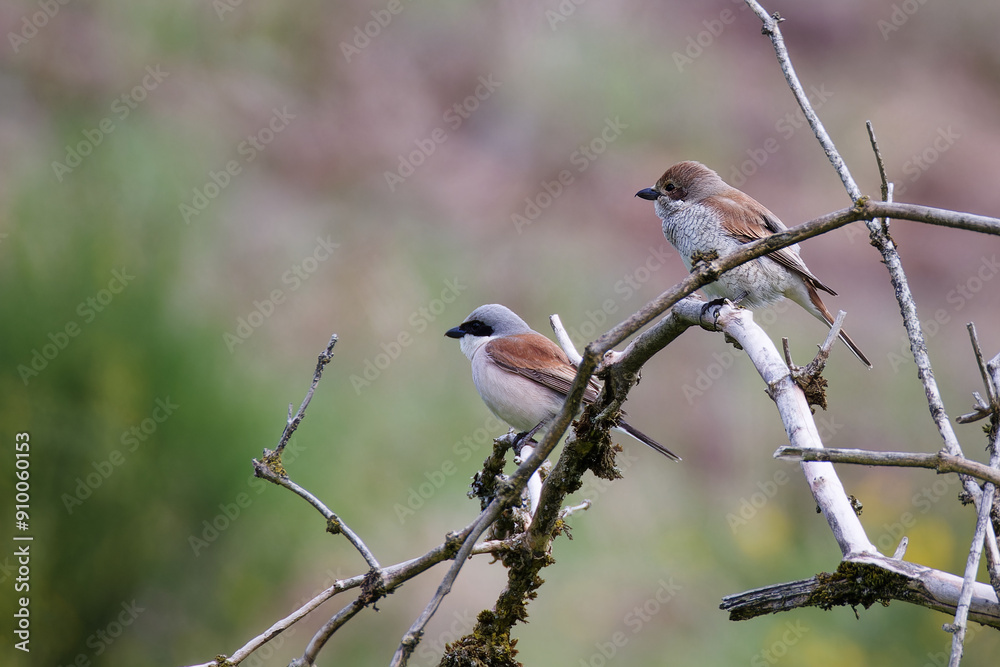 Fototapeta premium couple pies grièches écorcheurs