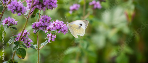 white butterfly on purple wild flowers