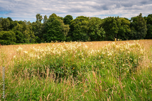 Meadowsweet Wildflowers in Plessey Woods Meadows, part of the Country Park situated midway between Cramlington and Bedlington in Northumberland, consisting of Woodland, Meadows and Riverside areas photo