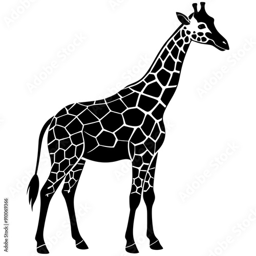 giraffe isolated on white