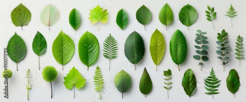 30 different green plant leaves cutouts on a white background, various shapes of leaves