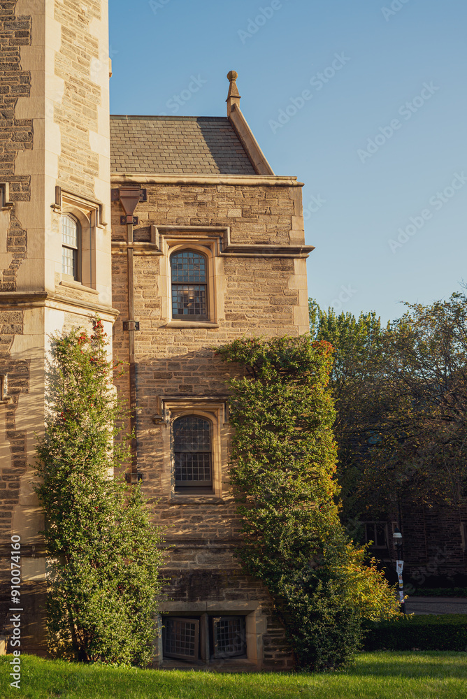 University ivy wall