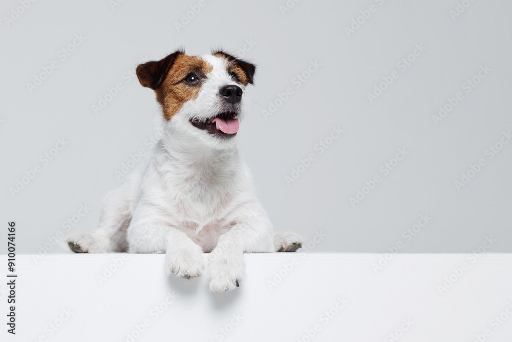 Portrait happy puppy of Jack Russell Terrier on gray background. Free space for text. Wide angle horizontal wallpaper or web banner. Portrait happy puppy of Jack Russell Terrier on gray background. Free space for text. Wide angle horizontal wallpaper or web banner.