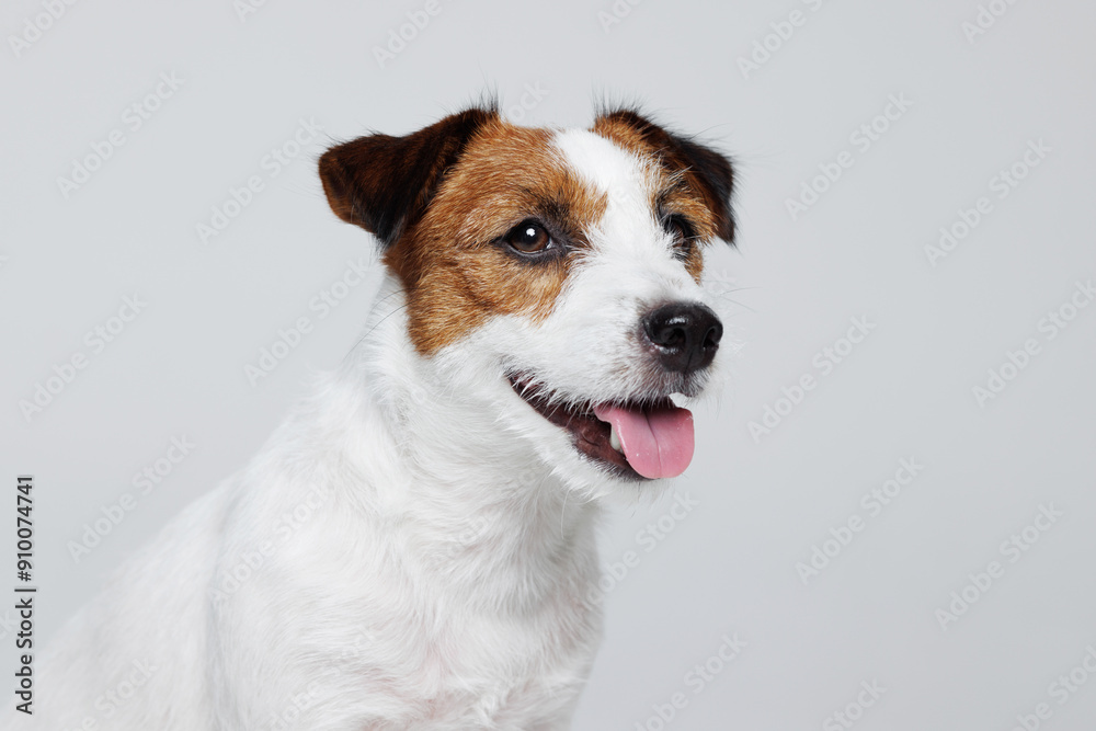 Portrait happy puppy of Jack Russell Terrier on gray background. Free space for text. Wide angle horizontal wallpaper or web banner. 