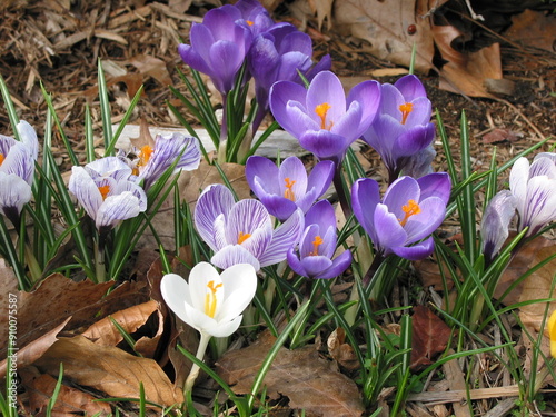 Crocus sativus