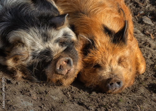 Two Kunekune pigs sleeping peacefully side by side  photo
