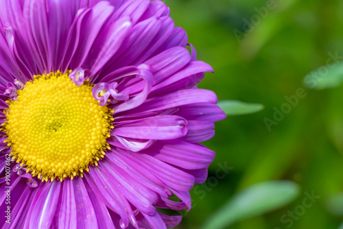 image of pink Daisy flower in a garden in spring season with green boke background. 