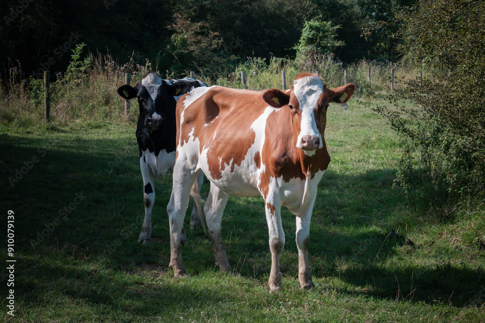Animal portrait photo of a brown and white cow + a black cow looking at the lens. In a natural green meadow landscape. Location: Netherlands Animal portrait photo of a brown and white cow + a black cow looking at the lens. In a natural green meadow landscape. Location: Netherlands